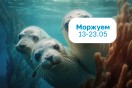 Дни Моржевания 
